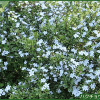 自宅の庭先で「ハクチョウゲ」の花が、今年は昨年よりも2週間程早く見頃を迎えて・・・
