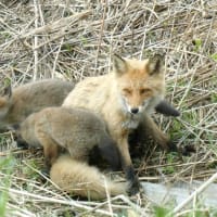 母の日…キタキツネ・母と４匹の子