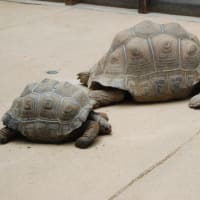 はやり病をとやかく言うわけじゃないが