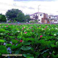 「鵠沼はす池公園」の「ハス」が蓮華座の如き花姿を披露中！！