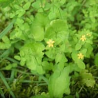 久々、野草の花見を楽しむ　～新発田市桜公園周辺～