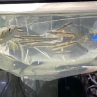 いろいろーー