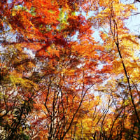 獅子舞紅葉2016