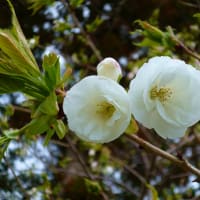桜（雨宿）