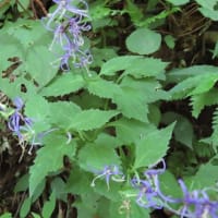 高ボッチ高原・鉢伏山の植物　シデシャジン（四手沙参）