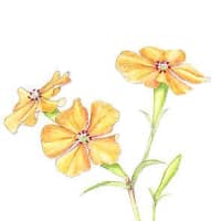 センノウの花(イラスト）