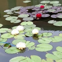 花菖蒲の池