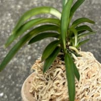 不老白を産んだ親木