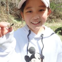 孫たちと楽しいエゾヒメギフチョウハンテング。