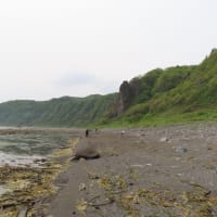 目的地に　願い叶う　海岸沿いに熊いたいた