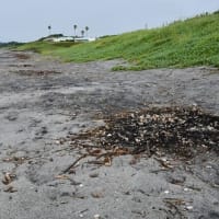 期待ほど降らず　唐芋収穫見込めず　2025/07/11（鹿児島）