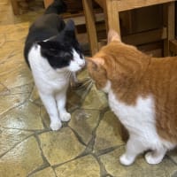 看板猫のいるお店で猫飲み 予告編 (2409-3)