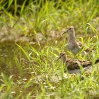 07/05お気に入りの野鳥-4（アメリカウズラシギ）