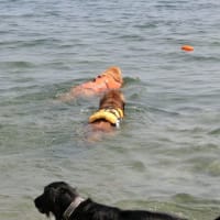 ちょっと涼しげな水遊び（琵琶湖にて）