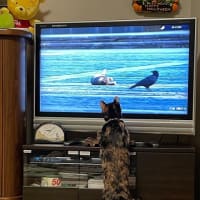 「世界ネコ歩き」を観る猫💛