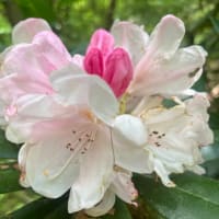 ハチミツの効能効果も凄いなあ