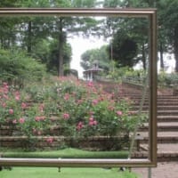 あじさいの花は 嫌い（相模原北公園2025）