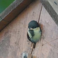 シジュウカラさん巣立ちました（北海道沙流郡日高町　山日高）
