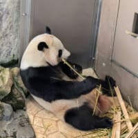 パンダ返還！？