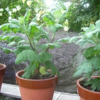 菊の移植後の管理