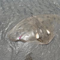 5月の釣りまとめ