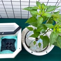 苗植えと鉢替え
