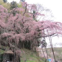 三春の『滝桜』 by (Yama)