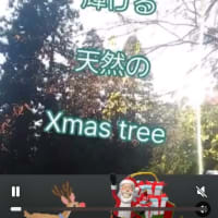 天然の Xmas tree‼️
