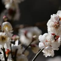 大仙公園の梅の花（２０２５年２月２３日）
