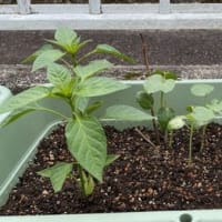 野菜の苗植え