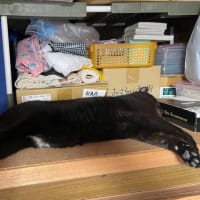 ジジィ、挙動不審