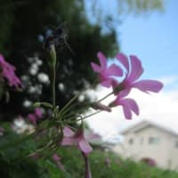 気温が下がりそうですが！