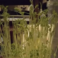 豆苗