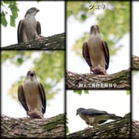ササゴイに会いに行ったら思わぬ出会いが…