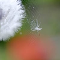 たんぽぽの綿毛が飛んで行く