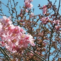 お花見散歩