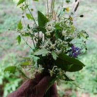 秋の野の花が咲き始めたので