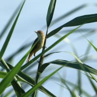 近くの大池