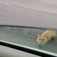 キタキツネ