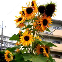悪いことばっかりじゃない(^^♪