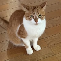 足音で警戒される