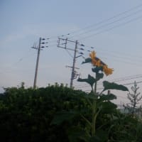 頭が、下がる、、、
