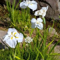 梅雨入り前の快晴に　初夏の花　花しょうぶ