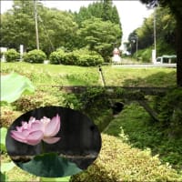 今年の鹿央蓮園・・・2025年7月