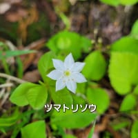 #孤立社会の特色