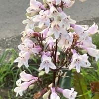 通りすがりに見た花々と庭に咲いた花たち