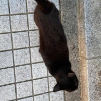 夕ウォーキングの風景。令和7年6月28日。クロちゃんがスリスリモード。