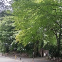 最近のお写真