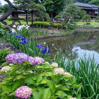 川のほとりの庭園。