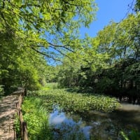 箱根町立箱根湿生花園